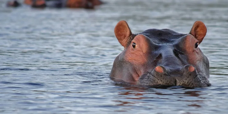 Колумбия е постигнала напредък по прехвърлянето на 70 хипопотама в