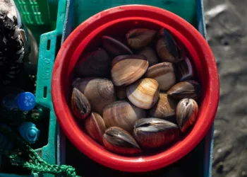 epa09424769 Clams caught by a seafood lover sit in a bucket on a beach in Hong Kong, China, 22 August 2021. Clam digging is a popular weekend outing for families.  EPA/JEROME FAVRE