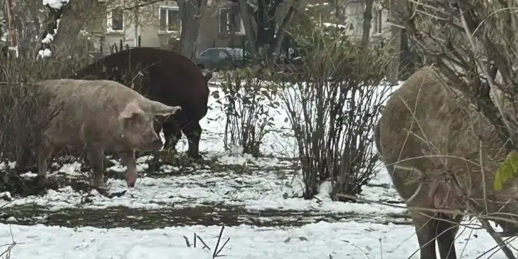 Навреме за коледната трапеза