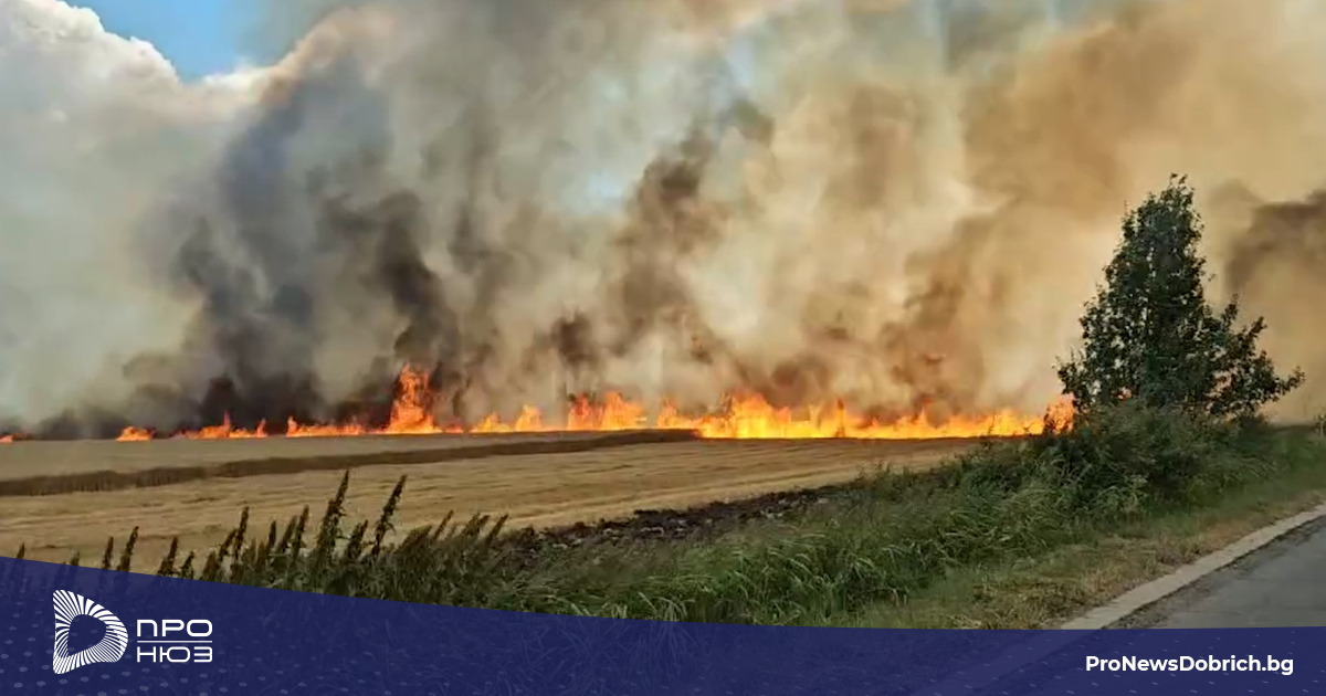 Голям пожар в Добруджа Десетки декари с пшеница горят край