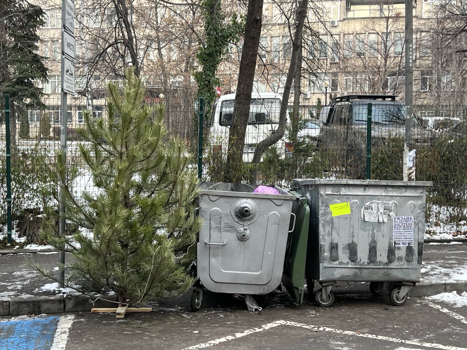 Не изхвърляйте коледната елха засадете я Разделяме се с коледната