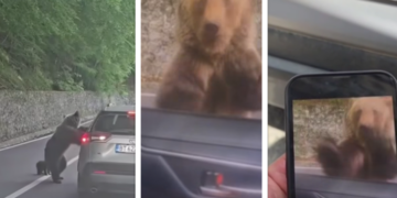 Ужас с българин в Румъния - мечка го нападна в колата му! Секунди преди нападението направил фатална грешка... (ВИДЕО)