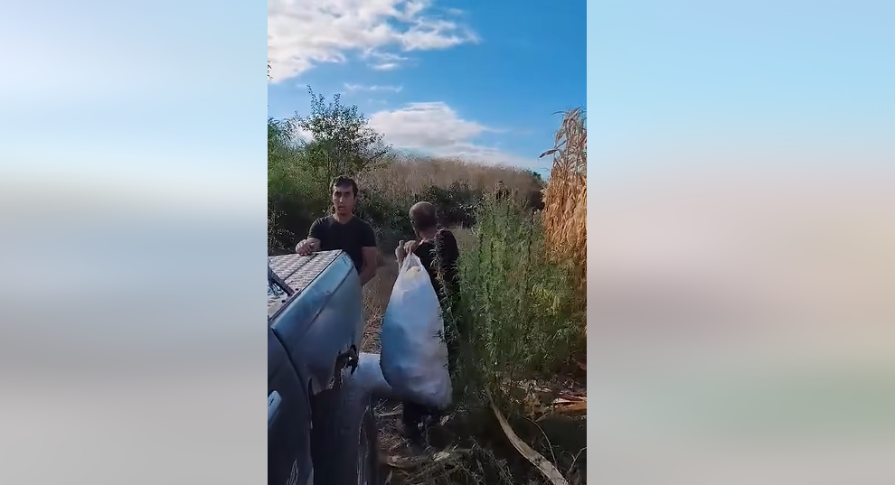 Смешна кражба на царевица: Излязоха с пълни чували, но ги чакаше изненада (ВИДЕО)