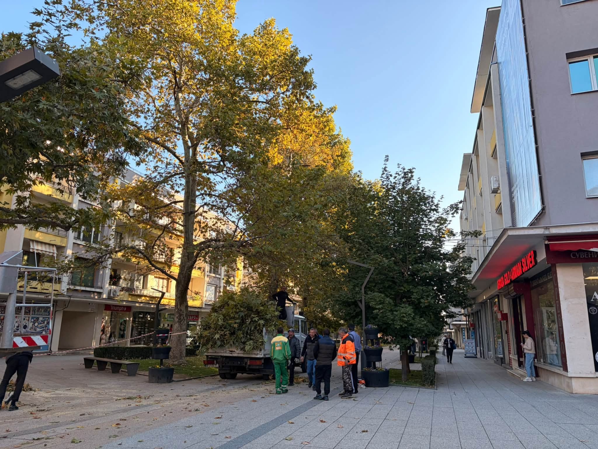 Извършва се оформяне на короните на дърветата по централната пешеходна зона във Враца (СНИМКИ)